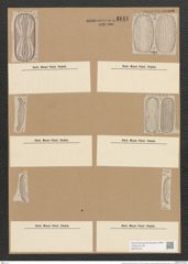 Amphora crassa Greg. (de-Toni-Nr.: Genus 36, Species 1645) Zeichnungen Sammlung Grunow Nr. 3141 (NHMW-BOT-W0370574)